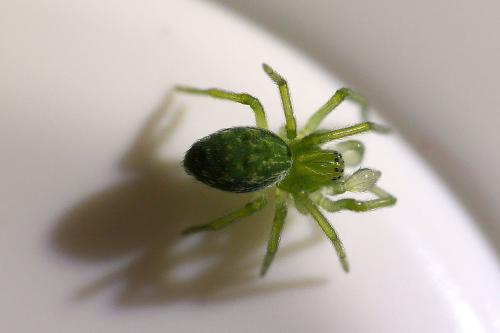 Nigma walckenaeri